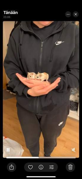 Kaksi gerbiiliä + terraario + tarvikkeita Vantaa - photo 4