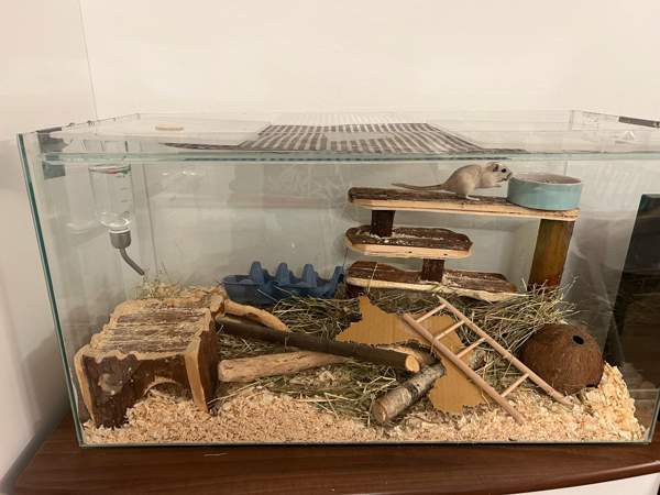 Kaksi gerbiiliä + terraario + tarvikkeita Vantaa - photo 1