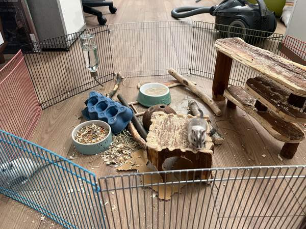 Kaksi gerbiiliä + terraario + tarvikkeita Vantaa - photo 2