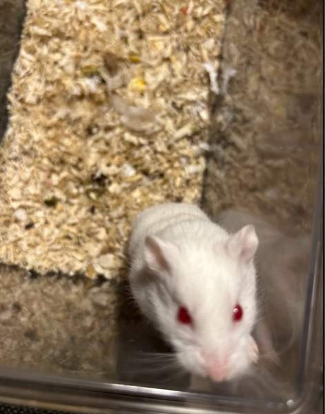 Campbell uros Haemeenlinna - photo 3