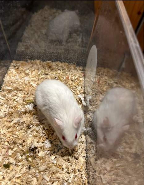 Campbell uros Haemeenlinna - photo 2