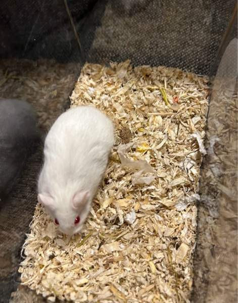 Campbell uros Haemeenlinna - photo 1