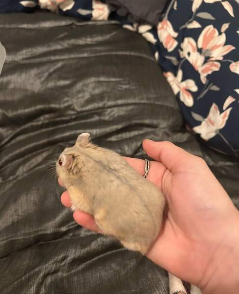 Campbell uros Hämeenlinna - valokuva 2