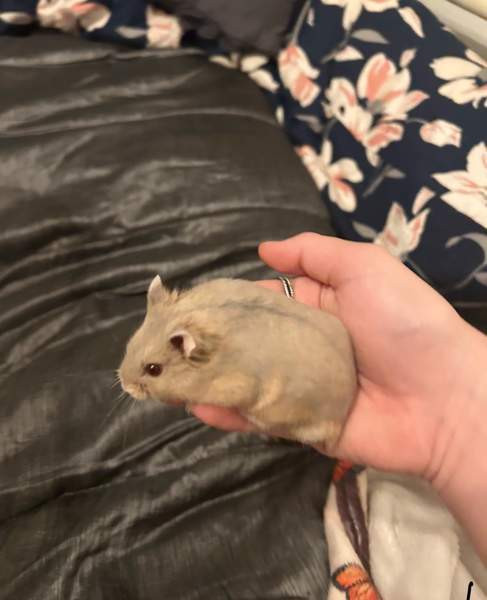 Campbell uros Hämeenlinna - valokuva 1