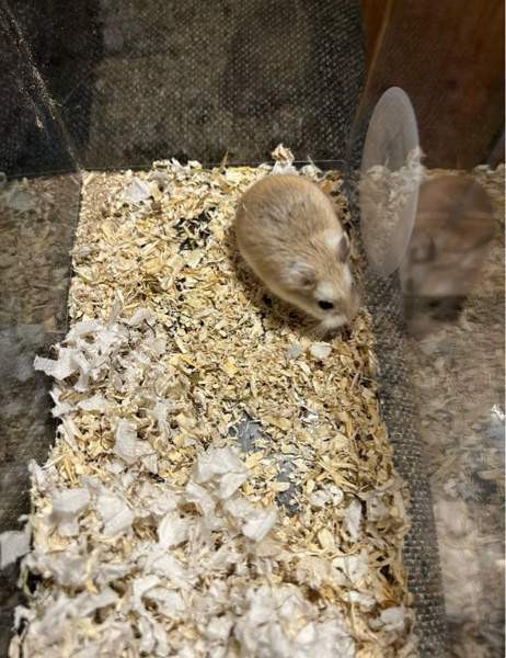 Roborovski naaras Хямеэнлинна - изображение 1