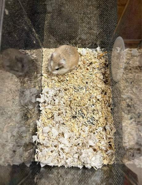 Roborovski naaras Хямеэнлинна - изображение 2