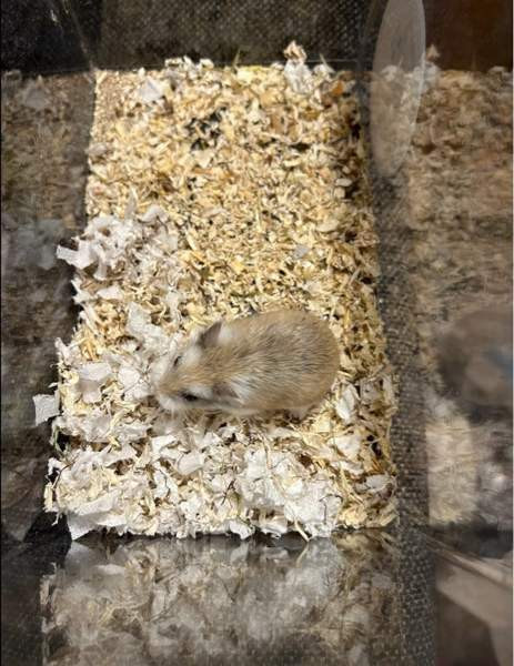 Roborovski naaras Хямеэнлинна - изображение 3