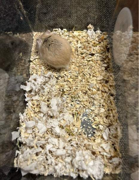 Roborovski naaras Хямеэнлинна - изображение 4