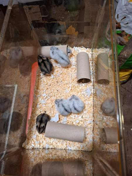 Kääpiöhamsteri talvikon poikasia Туусула - изображение 1