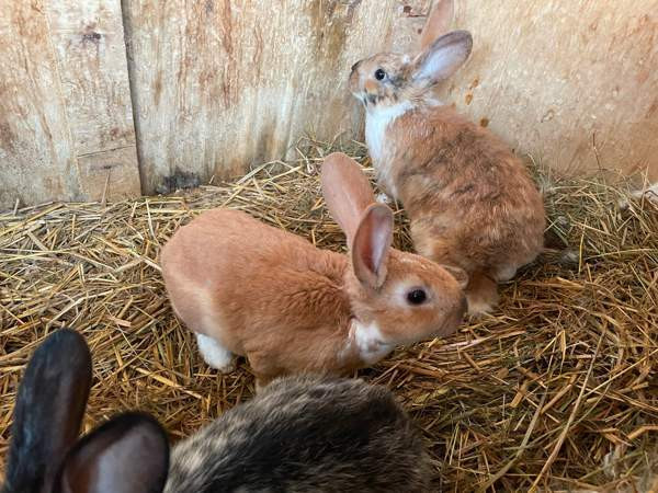 Sosiaalisia kaneja Loppi - photo 1