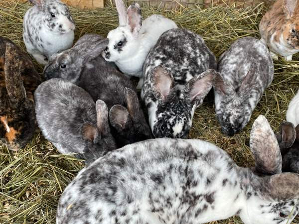 Sosiaalisia kaneja Loppi - photo 2