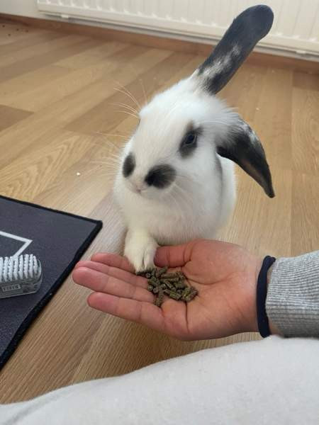 Myydään kani ja tarvikkeet Лахти - изображение 3