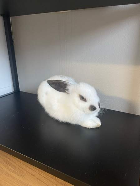 Myydään kani ja tarvikkeet Лахти - изображение 5