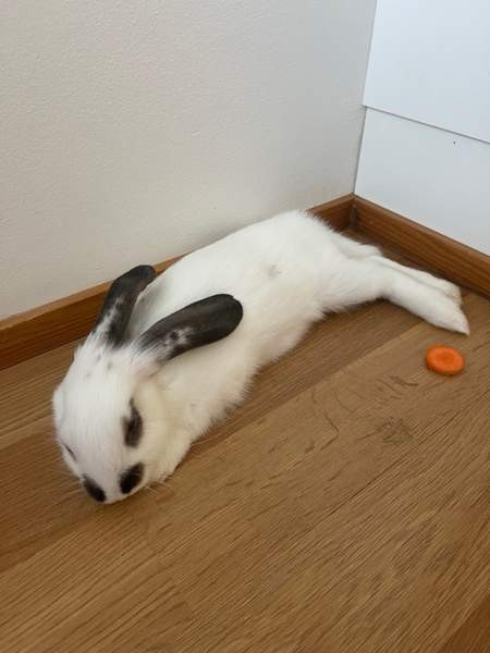 Myydään kani ja tarvikkeet Лахти - изображение 2