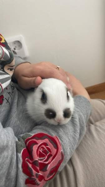 Myydään kani ja tarvikkeet Лахти - изображение 4