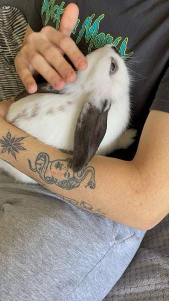 Myydään kani ja tarvikkeet Лахти - изображение 1