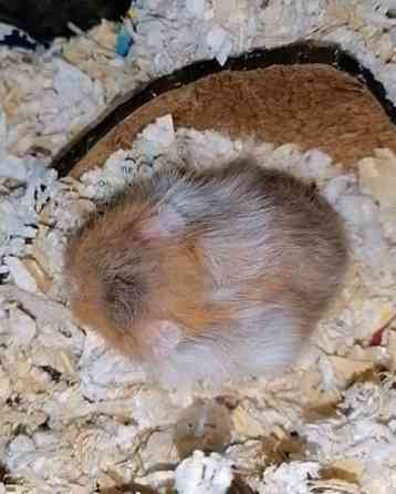 Syyrialaisen hamsterin poikasia Эспоо