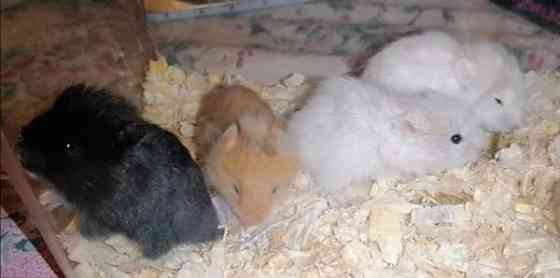 Syyrialaisen hamsterin poikasia Эспоо