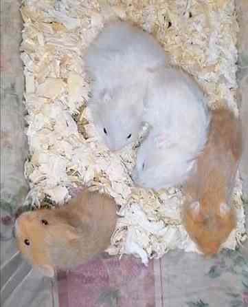 Syyrialaisen hamsterin poikasia Эспоо