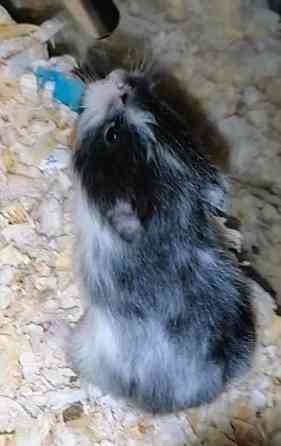 Syyrialaisen hamsterin poikasia Эспоо