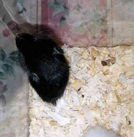 Syyrialaisen hamsterin poikasia Эспоо