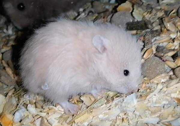 Syyrialaisen hamsterin poikasia Espoo – foto 1