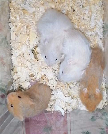 Syyrialaisen hamsterin poikasia Espoo – foto 5