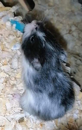 Syyrialaisen hamsterin poikasia Espoo – foto 2