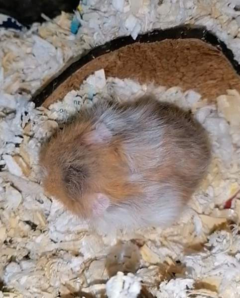 Syyrialaisen hamsterin poikasia Эспоо - изображение 3