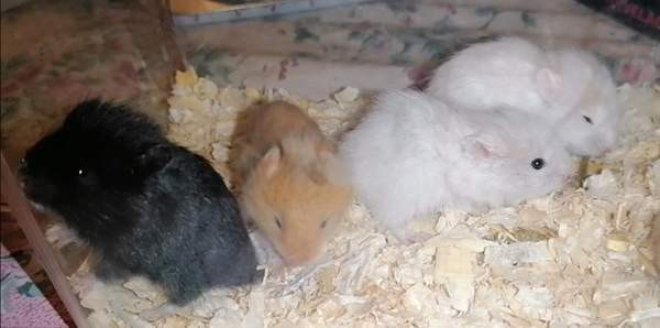 Syyrialaisen hamsterin poikasia Эспоо - изображение 6