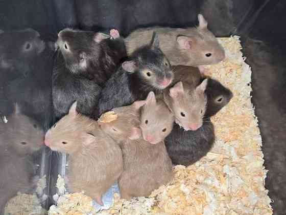 Hamsterinpoikasia Lahti