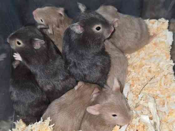 Hamsterinpoikasia Lahti