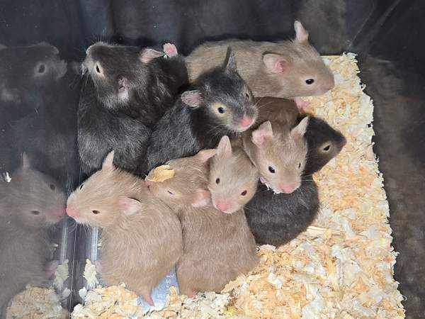 Hamsterinpoikasia Lahti - valokuva 1