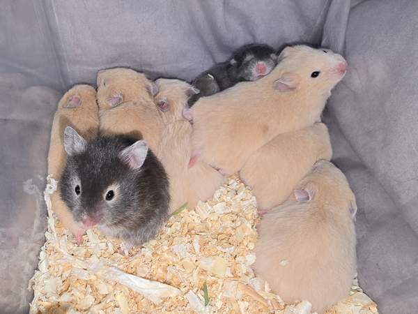 Hamsterinpoikasia Lahti - valokuva 3