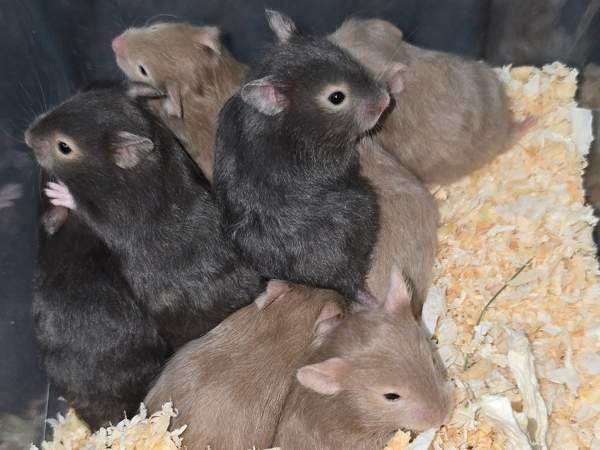 Hamsterinpoikasia Lahti - valokuva 5