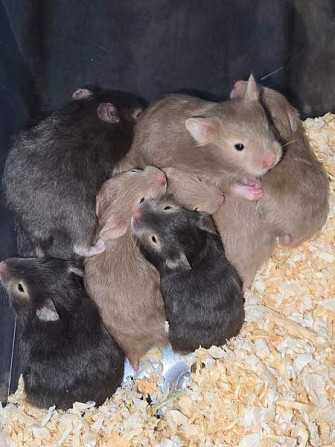 Hamsterinpoikasia Lahti - valokuva 4