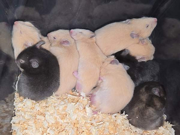 Hamsterinpoikasia Lahti - photo 2