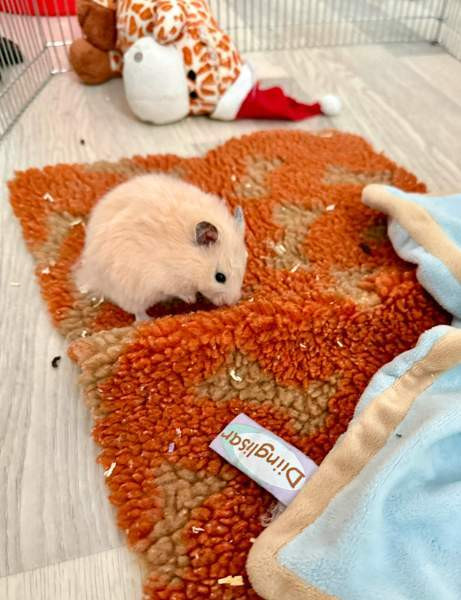 Hamstereita (syyrialaisia) Нурмиярви - изображение 1