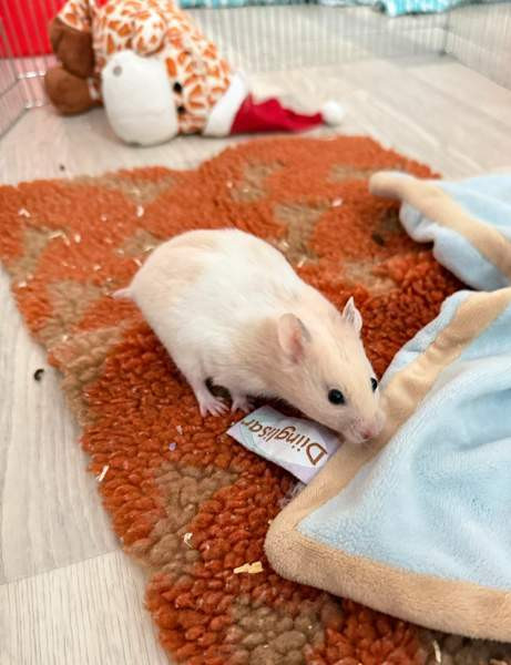 Hamstereita (syyrialaisia) Нурмиярви - изображение 3