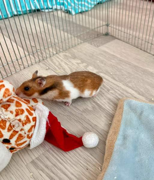 Hamstereita (syyrialaisia) Нурмиярви - изображение 5