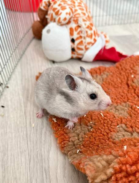 Hamstereita (syyrialaisia) Нурмиярви - изображение 4