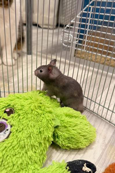 Hamstereita (syyrialaisia) Нурмиярви - изображение 6