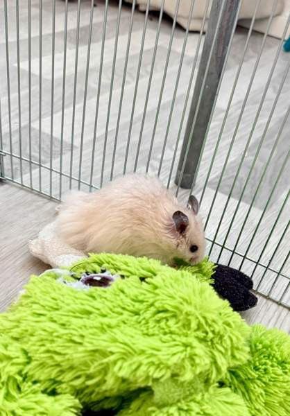 Hamstereita (syyrialaisia) Нурмиярви - изображение 2