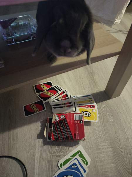 6-vuotias kääpiöluppa Исалми - изображение 5