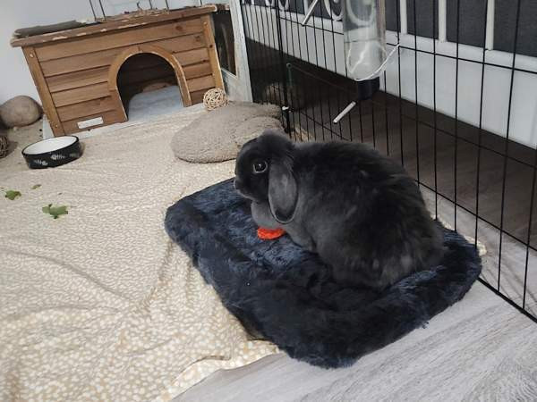 6-vuotias kääpiöluppa Исалми - изображение 6