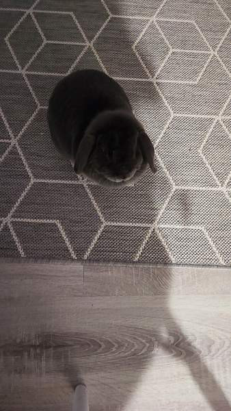 6-vuotias kääpiöluppa Исалми - изображение 4