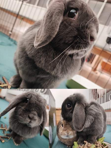 6-vuotias kääpiöluppa Исалми - изображение 1