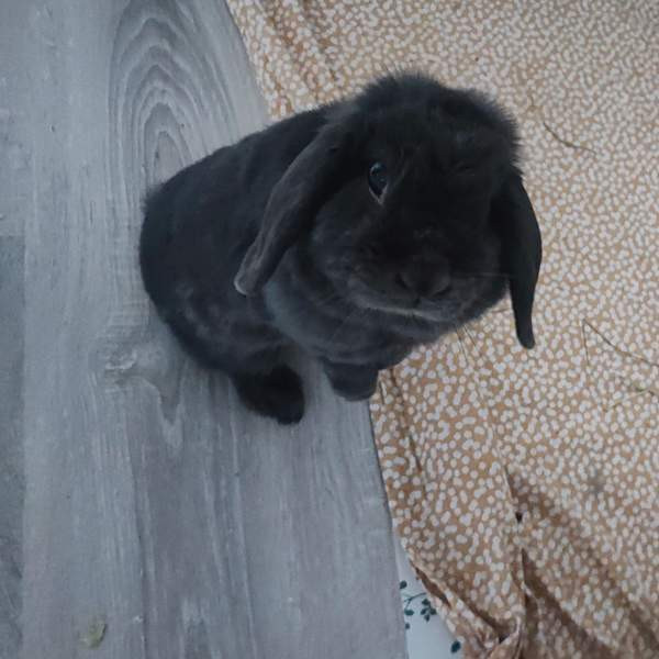 6-vuotias kääpiöluppa Исалми - изображение 2