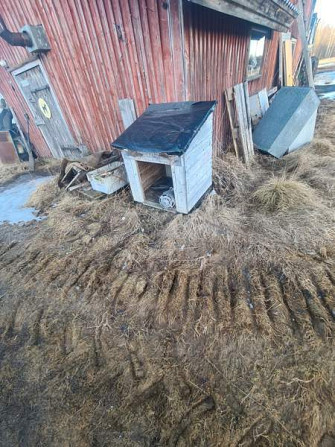 Koirankoppi Tyrnävä – foto 1