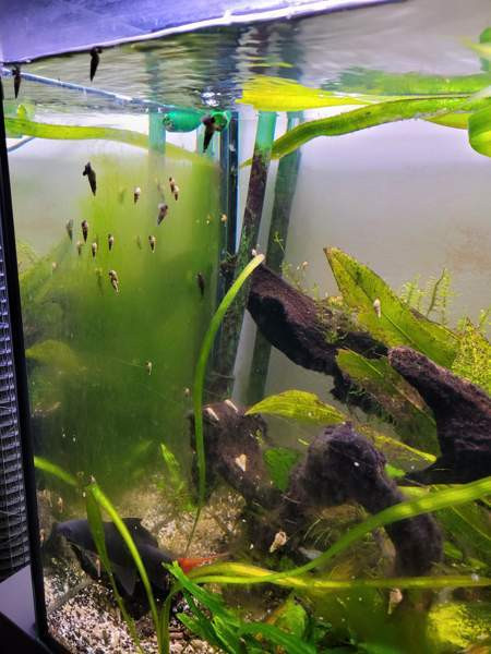 Kierteissarvikotiloita Эспоо - изображение 1